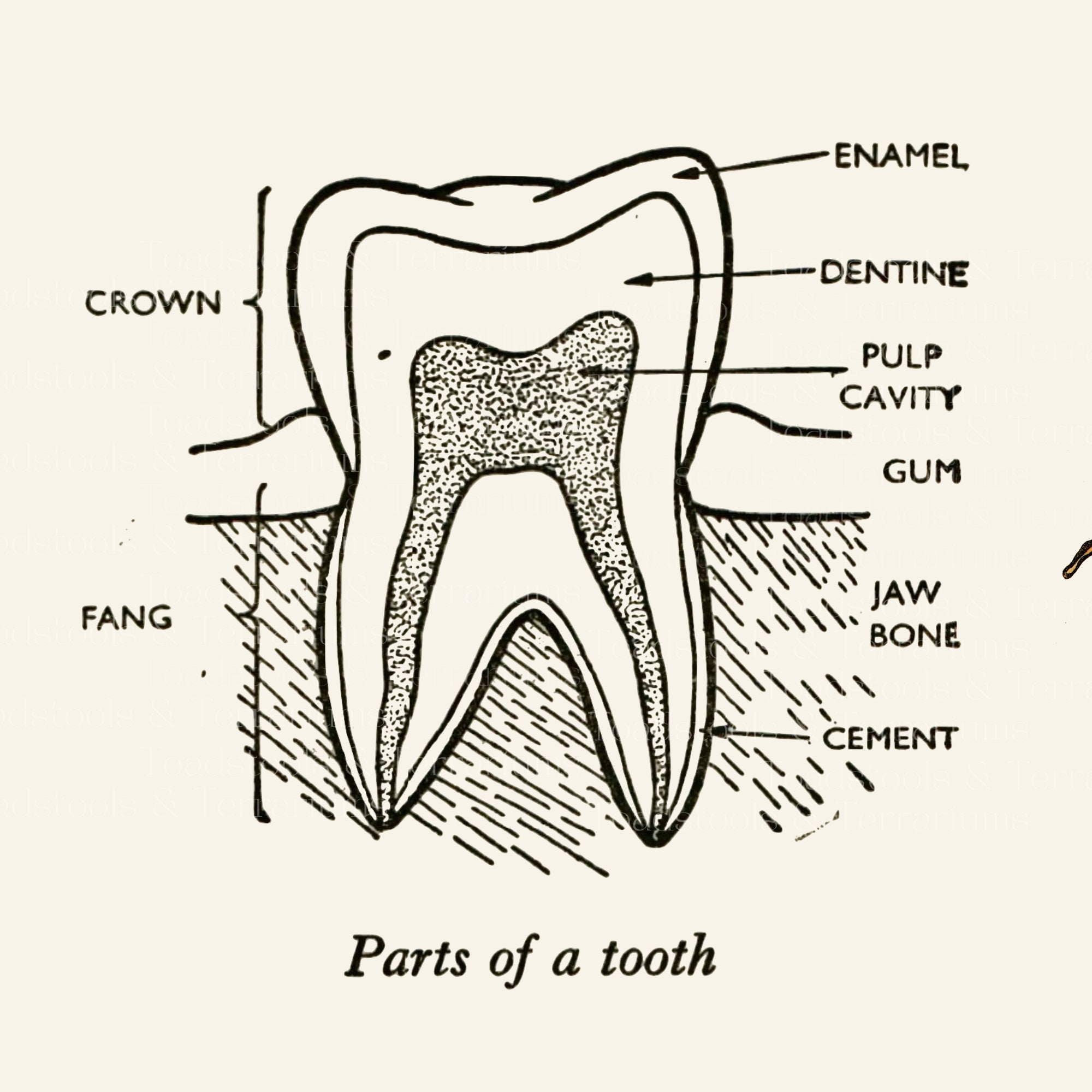 Vintage Tooth Diagram Art – Antique Dental Illustration (digital ...