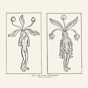 Op de afbeelding: Zwart-wit illustratie van mannelijke en vrouwelijke mandragora's uit een middeleeuwse houtsnede. De mannelijke figuur heeft een baard en plantachtige kenmerken. De vrouwelijke figuur heeft lang haar en vergelijkbare plantkenmerken. De tekst luidt "MALE AND FEMALE MANDRAKES (Medieval woodcuts)".