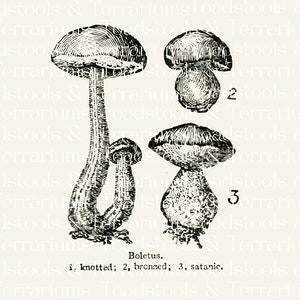 Vintage Boletus Mushroom Illustrations - from 1919 - DIGITAL DOWNLOAD for Scrapbooking and Crafts