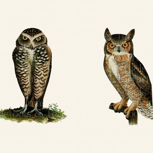 Vintage Full Colour Owl Illustrations - from 1903 - DIGITAL DOWNLOAD for Scrapbooking and Crafts
