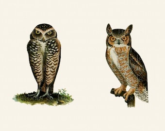 Vintage Full Colour Owl Illustrations - from 1903 - DIGITAL DOWNLOAD for Scrapbooking and Crafts