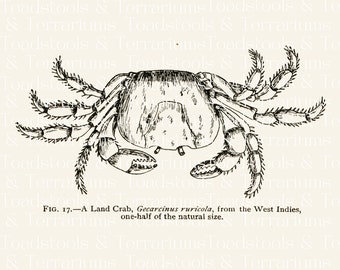 Vintage Land Crab Illustration - from 1902 - DIGITAL DOWNLOAD for Scrapbooking and Crafts