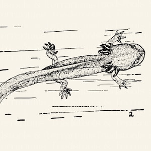 Vintage Axolotl Illustration DIGITAL DOWNLOAD for Printing and Crafts