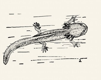 Vintage Axolotl Illustration DIGITAL DOWNLOAD for Printing and Crafts