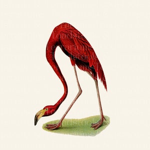 Antique Full Colour Flamingo Illustration - from 1903 - DIGITAL DOWNLOAD for Scrapbooking and Crafts