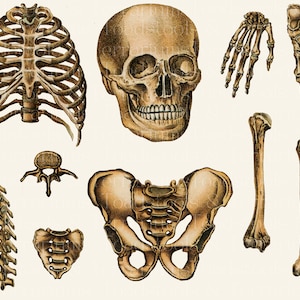 Vintage Skeletal Anatomy Colour Illustrations - from 1905 - DIGITAL DOWNLOAD for Scrapbooking and Crafts