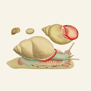 May include: Vintage botanical illustration of a snail, showcasing its anatomy. The image features a large snail with a cream-colored shell, a red and pink body, and a light green underside. Additional shells and eggs are also depicted.