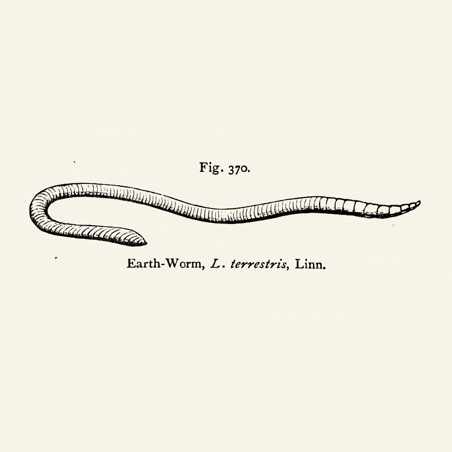 Vintage Earthworm Book Illustration - Digital Download for Tattoos ...