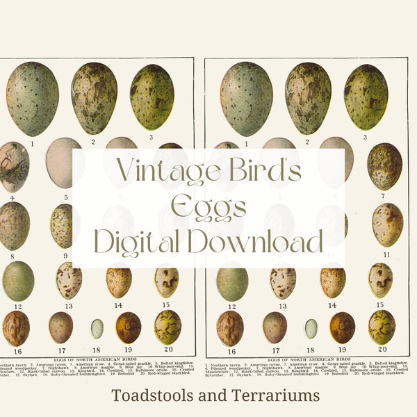 Vintage Bird's Eggs of North America Illustrations - from 1919 - DIGITAL DOWNLOAD for Scrapbooking and Crafts