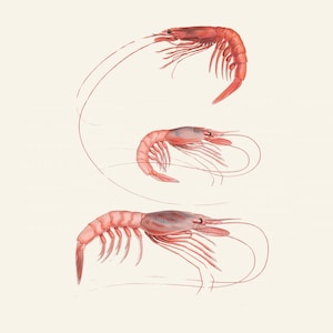 Puede incluir: Tres gambas rosadas con colas rizadas y patas largas y delgadas. Las gambas están dispuestas en un círculo sobre un fondo blanco.