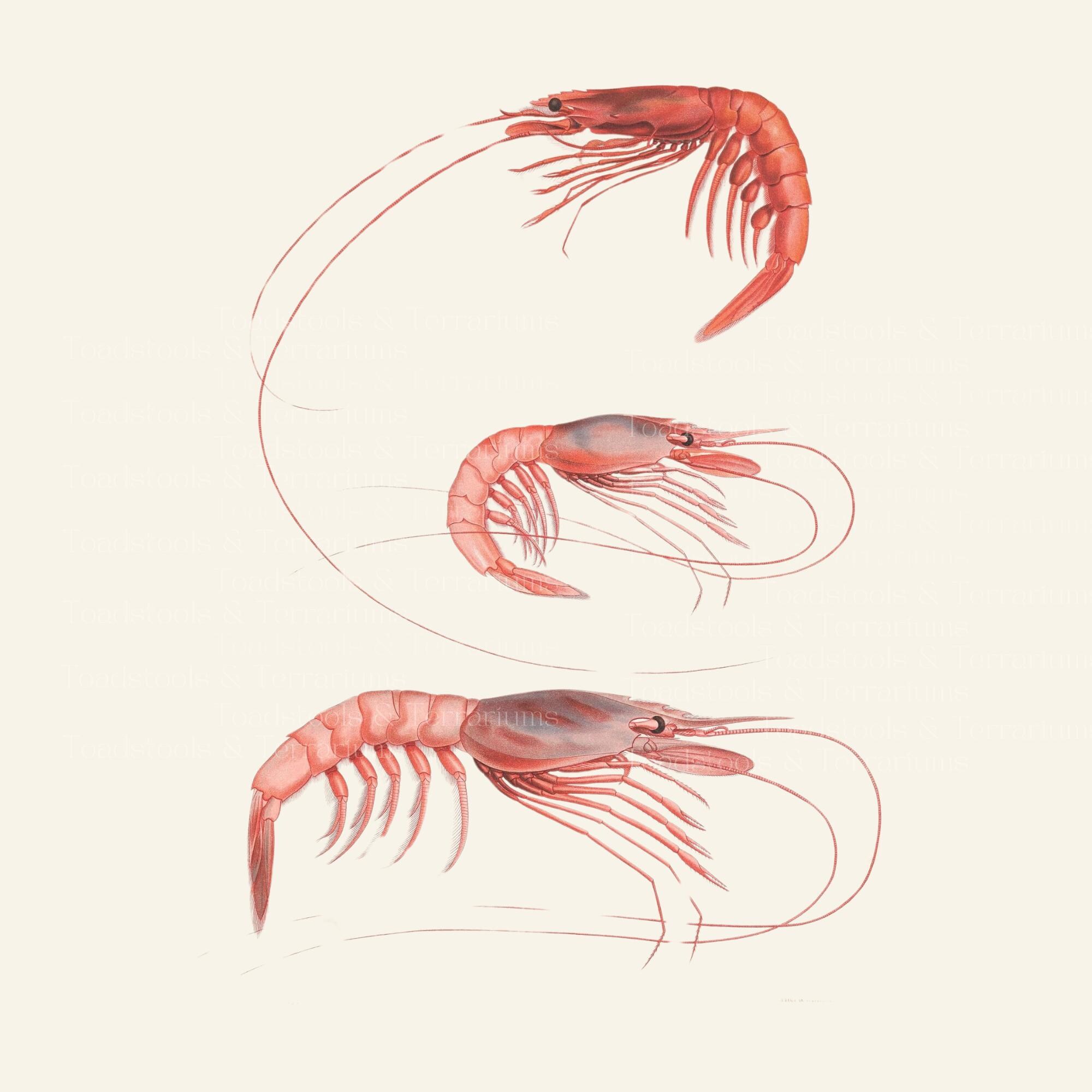 Antique Shrimp Illustration (1889) | Digital Download