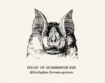 Vintage Horeshore Bat Head Illustration - from 1896 - DIGITAL DOWNLOAD for Scrapbooking and Crafts