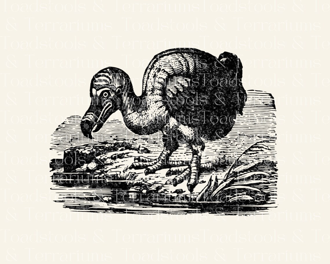 Vintage Dodo Bird Illustration - 1919 Clip Art (digital Download) - Etsy