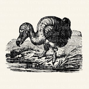 Dodo Vogel Illustration Vintage Dodo Vogel Clip Art - von 1919 - digitaler Download für Scrapbooking und Kunsthandwerk