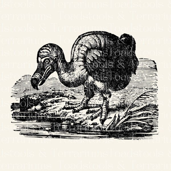 Dodo Bird Illustration Vintage Dodo Bird Clip Art- from 1919 - Digital Download for Scrapbooking and Crafts