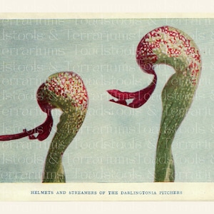 Vintage Pitcher Plants - Carnivorous Plants Illustrations - from 1918 - DIGITAL DOWNLOAD for Scrapbooking and Crafts