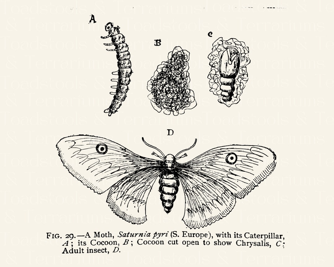 Antique Moth Life Cycle Diagram From 1919 DIGITAL DOWNLOAD Etsy