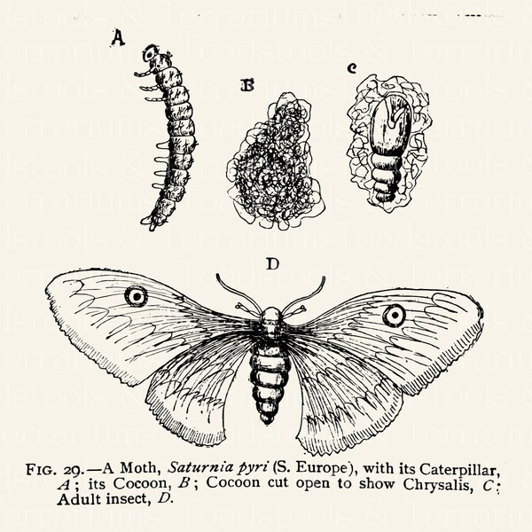 Antique Moth Life Cycle Diagram - from 1919 - DIGITAL DOWNLOAD