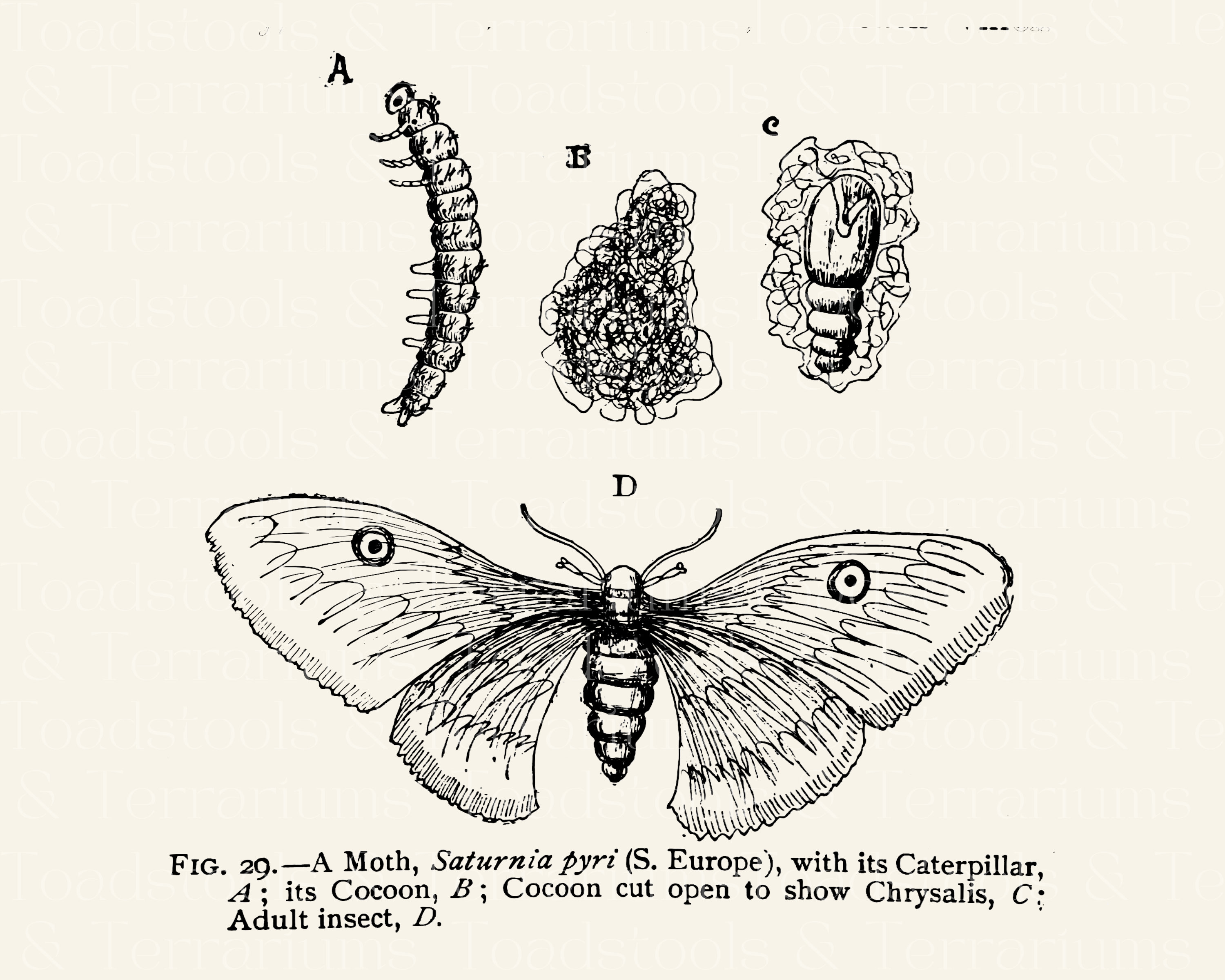 Antique Moth Life Cycle Diagram From 1919 DIGITAL DOWNLOAD Etsy