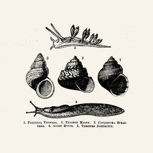 Diagramme anatomique antique d'escargot - TÉLÉCHARGEMENT NUMÉRIQUE