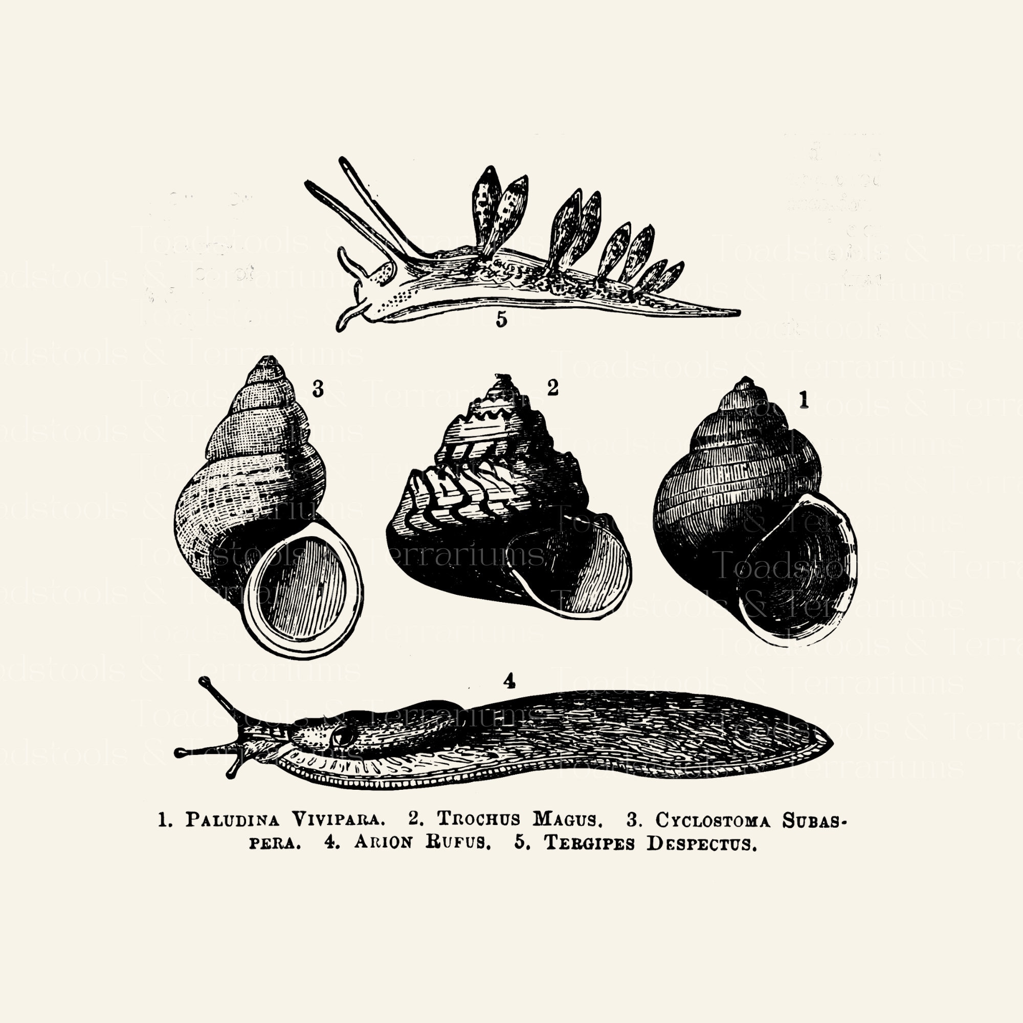 Antique Snail Anatomy Diagram - DIGITAL DOWNLOAD