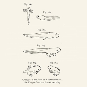 Vintage Frosch-Lebenszyklus Illustration - Digital Download | 1865 Naturhistorische Kunst | Hochauflösende PNG (600 DPI)