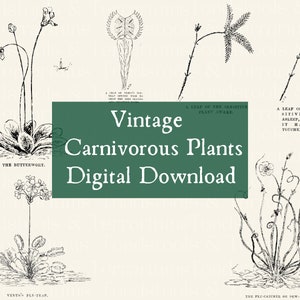 Carnivorous Plants Vintage Illustration Bundle - from 1918 - DIGITAL DOWNLOAD for Scrapbooking and Crafts