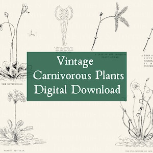 Conjunto de ilustraciones vintage de plantas carnívoras (1918) - DESCARGA DIGITAL para scrapbooking y manualidades