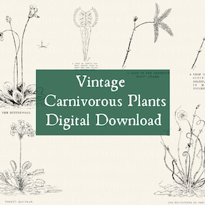 Carnivorous Plants Vintage Illustration Bundle - from 1918 - DIGITAL DOWNLOAD for Scrapbooking and Crafts