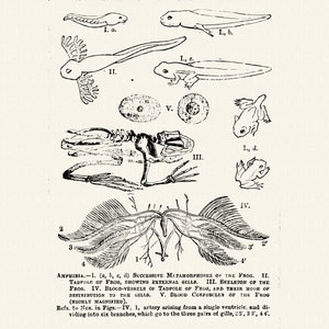 Antikes Lebenszyklus und Anatomie Diagramm eines Frosches - von 1919 - DIGITALER DOWNLOAD