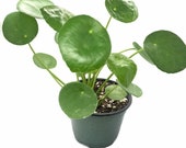 Pilea Peperomioides 39 Chinese Money Plant 39 Live Plant