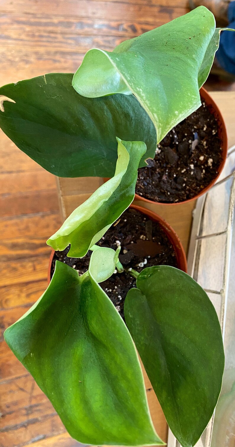 Rare Scindapsus pictus Jade Satin Live Plant Etsy
