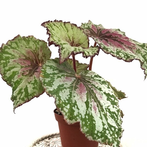 Rex Begonia 'Pink Charming' Plant - Live Plant