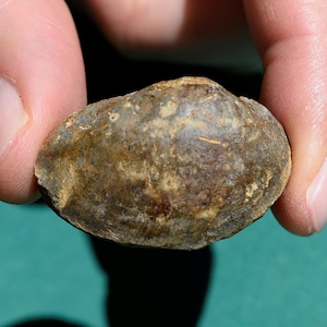 Natural Bivalve Fossil | Genuine Prehistoric Shell | Ancient Sea Creature Fossil for Collectors, Science Gifts, Geology Decor