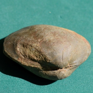Natural Bivalve Fossil | Genuine Prehistoric Shell | Ancient Sea Creature Fossil for Collectors, Science Gifts, Geology Decor