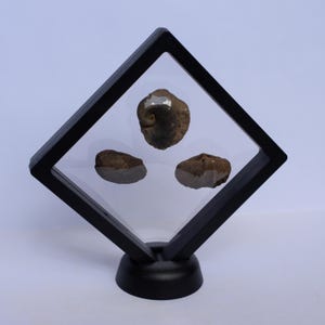 Three Real Fossils in Floating Frame | Natural Fossil Display | Genuine Prehistoric Specimens | Unique Home Decor | Collector Gift