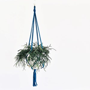 Simple Strong Plant Hanger // 15 different colours // Made in Canada