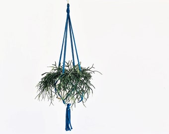 Simple Strong Plant Hanger // 15 different colours // Made in Canada