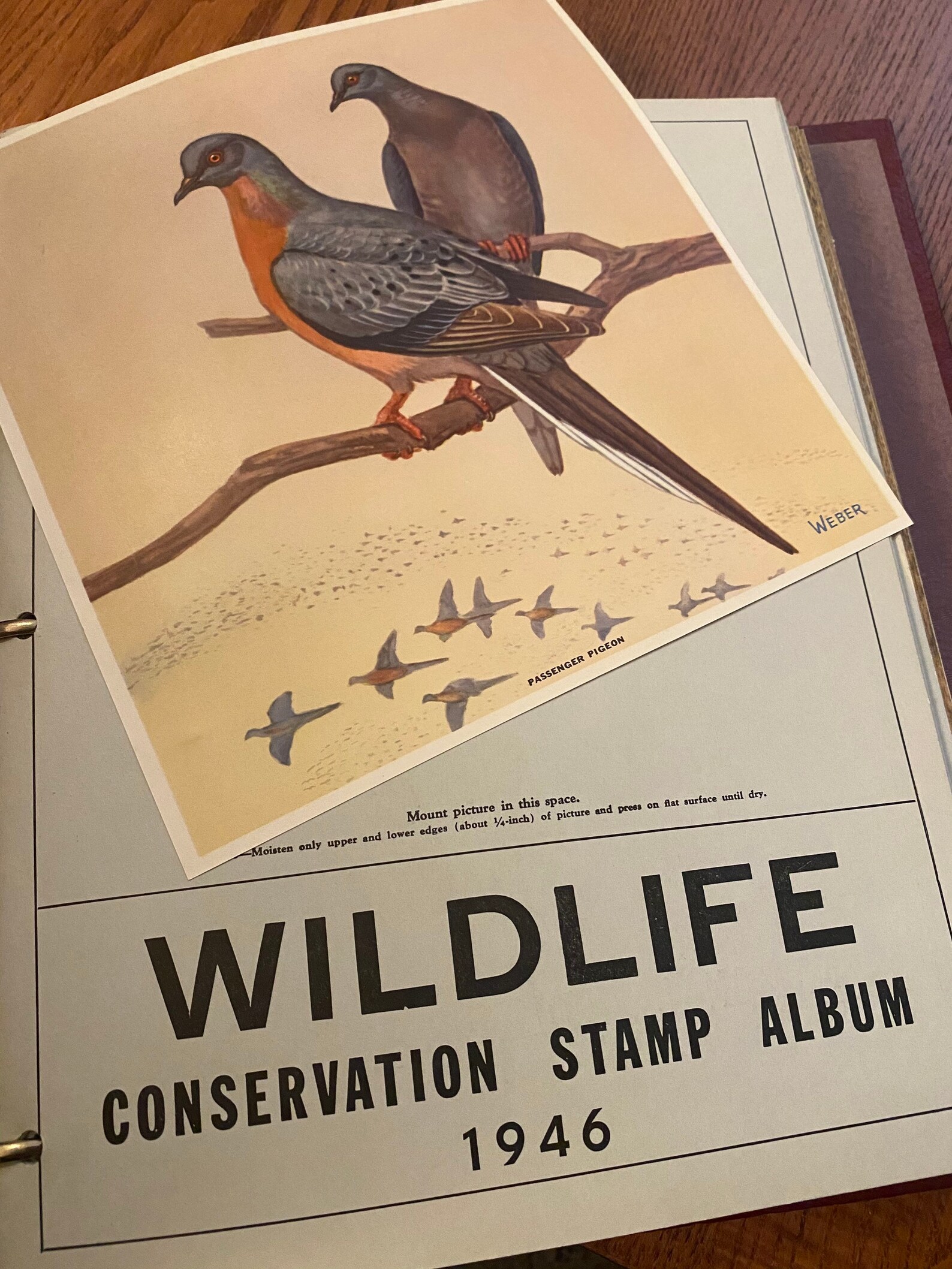 National Wildlife Federation Wildlife Stamp Album Rare NOS Etsy