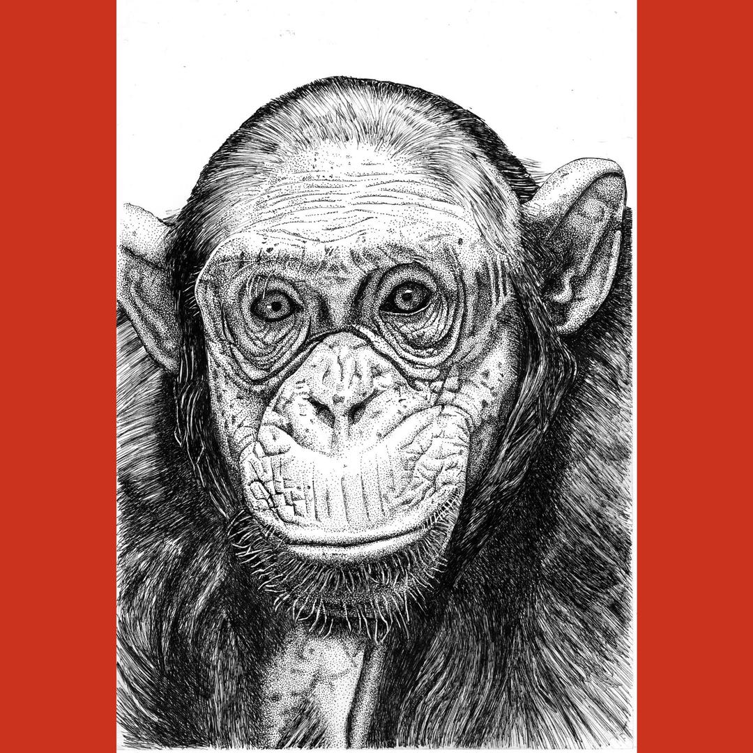 A3 Original Pen & Ink Drawing of a Chimpanzee - Etsy