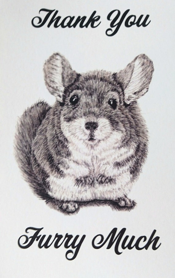 chinchilla furry