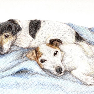 Custom Pet Portrait A4 Colour Pencil image 4