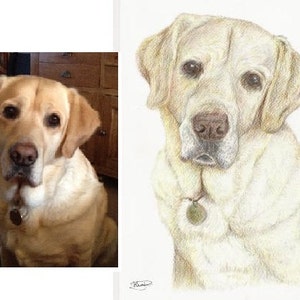 Custom Pet Portrait A4 Colour Pencil image 7