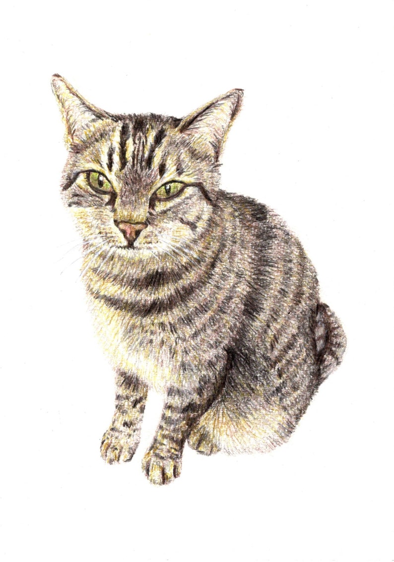 Custom Pet Portrait A4 Colour Pencil image 8