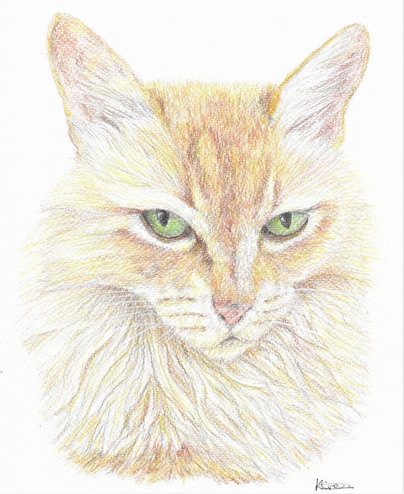 Custom Pet Portrait A4 Colour Pencil image 2