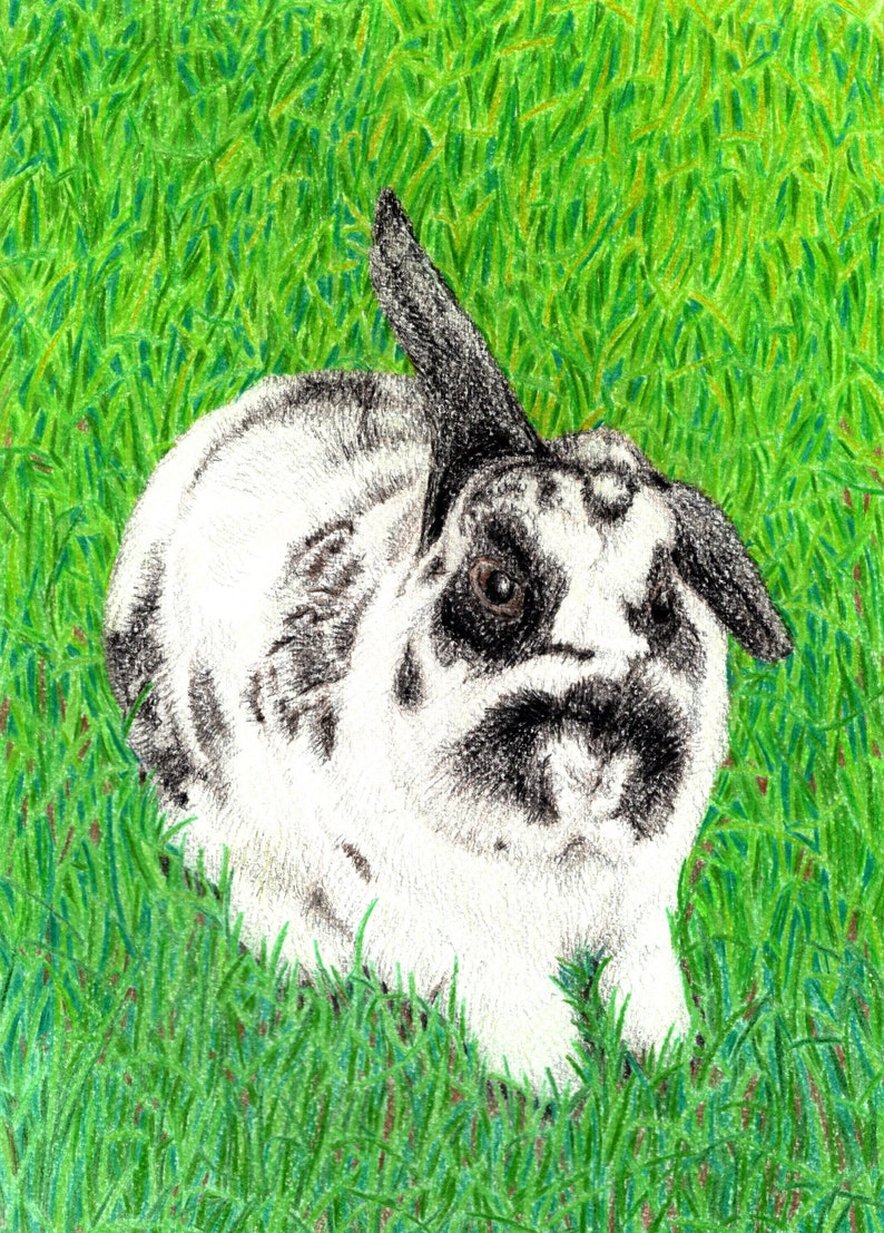 Custom Pet Portrait A4 Colour Pencil image 5