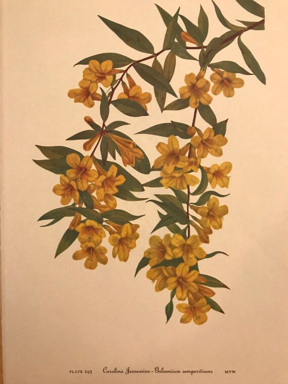 Vintage Book Plate Carolina Jessamine Wildflowers Of North Etsy