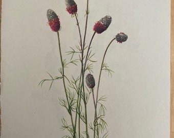 May include: A botanical illustration of Prairie Clover, also known as Petalostemum purpureum. The illustration depicts a cluster of delicate, purple-pink flowers with green stems and leaves. The image is labeled "PLATE 194 Prairie Clover - Petalostemum purpureum M.W."