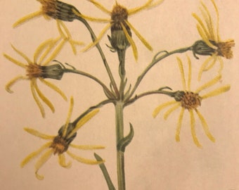 Vintage Book Plate - Mourning Ragwort - Wildflowers of North America- English Cottage - Vintage Wildflower Watercolor