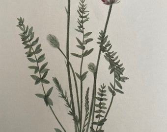 Vintage Book Plate  - Showy Oxytropis - Wildflowers of North America- Vintage Wildflower Book plate